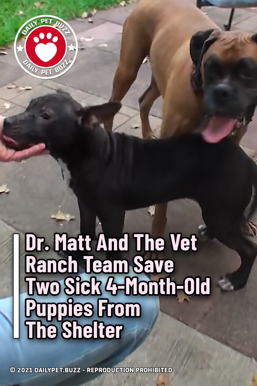 Dr. Matt And The Vet Ranch Team Save Two Sick 4-Month-Old Puppies From The Shelter