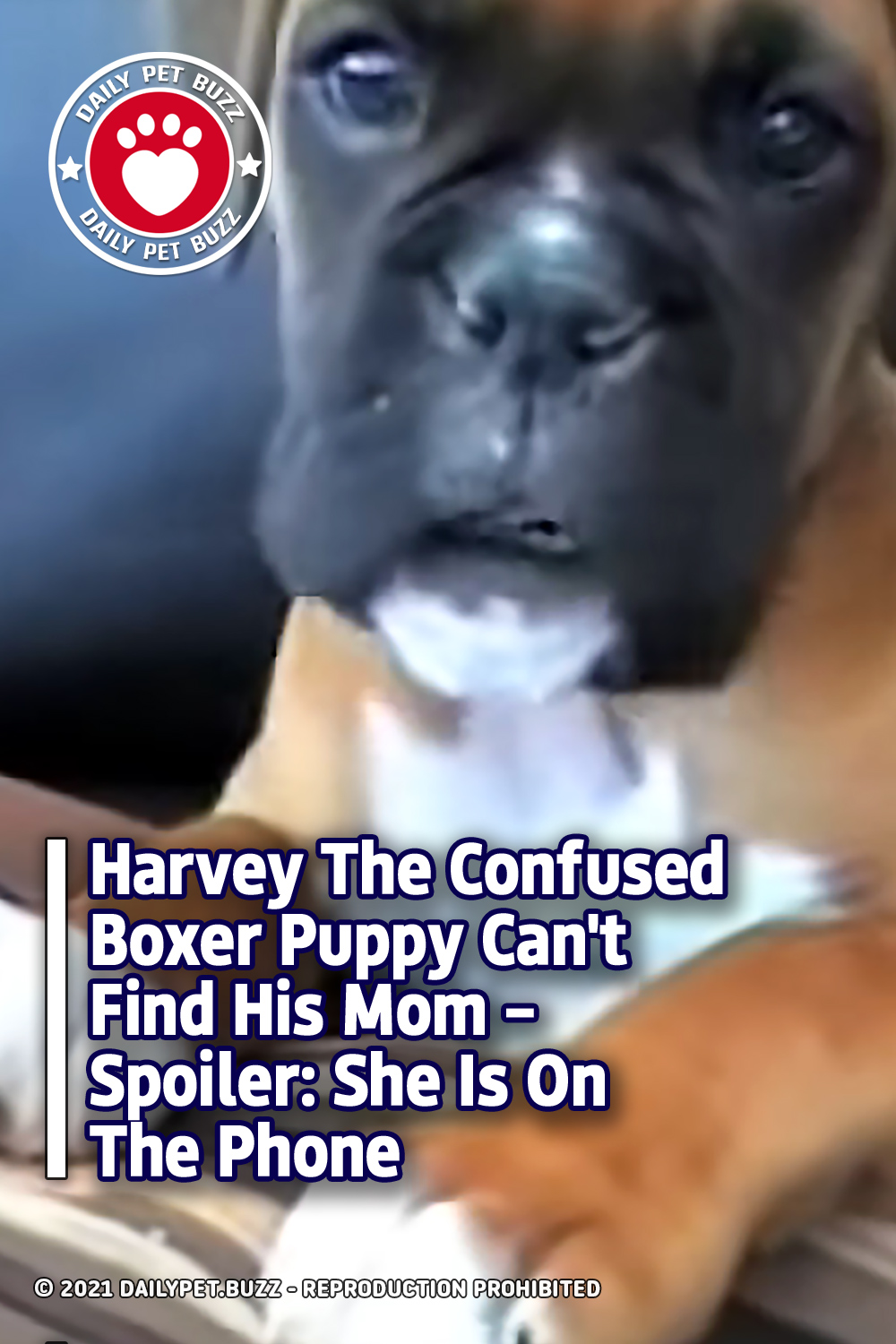 Harvey The Confused Boxer Puppy Can\'t Find His Mom – Spoiler: She Is On The Phone