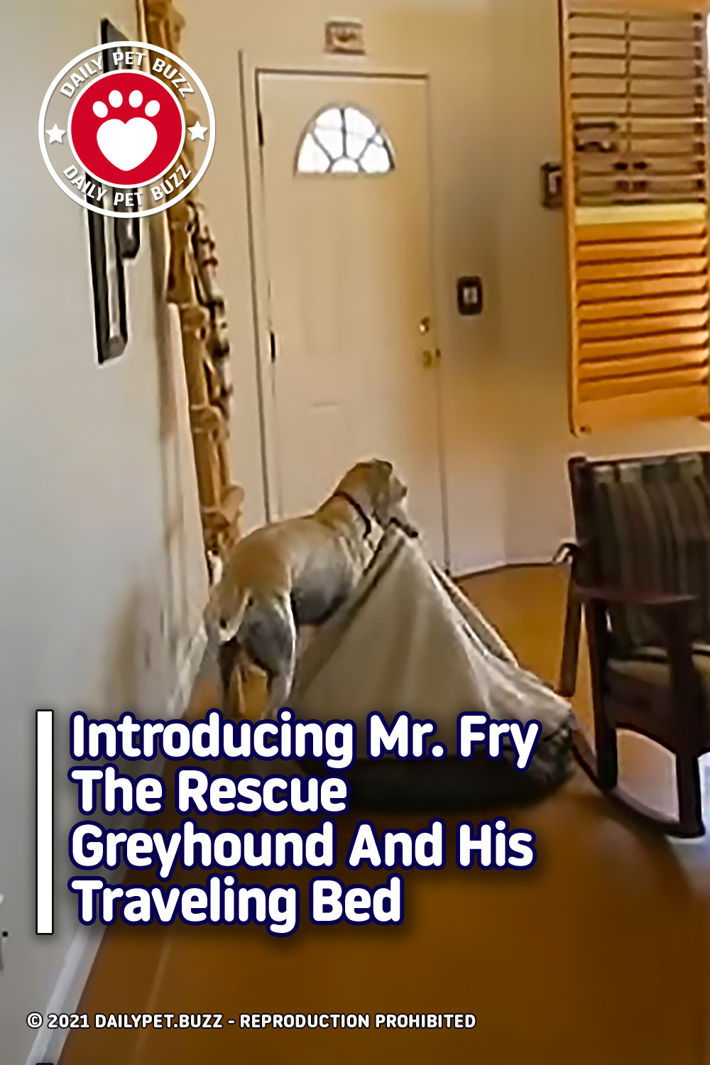 Introducing Mr. Fry The Rescue Greyhound And His Traveling Bed