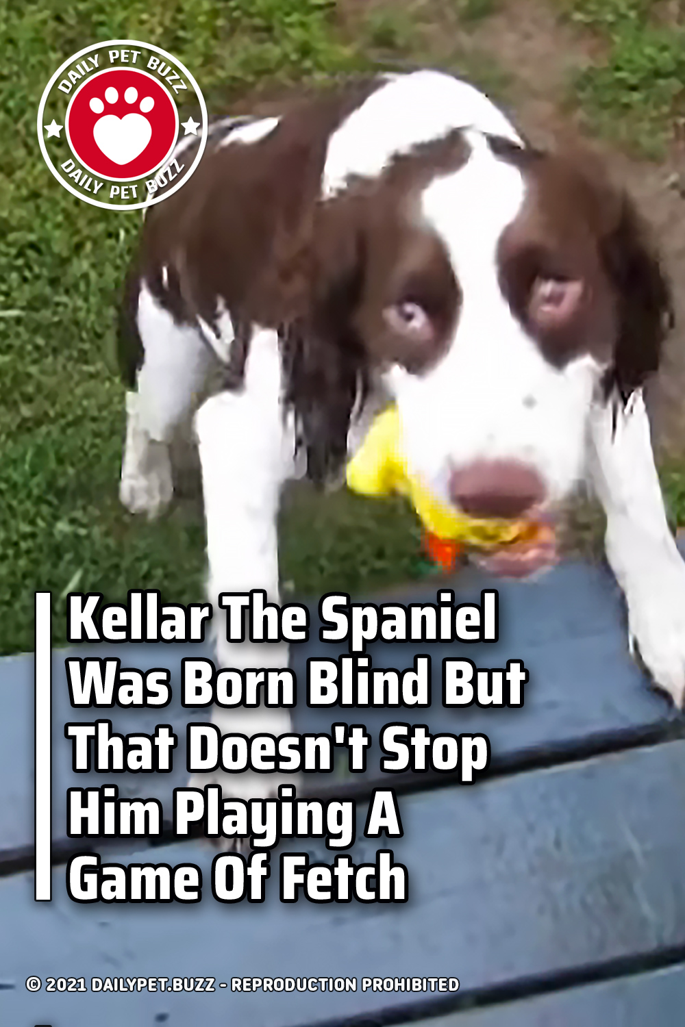 Kellar The Spaniel Was Born Blind But That Doesn\'t Stop Him Playing A Game Of Fetch