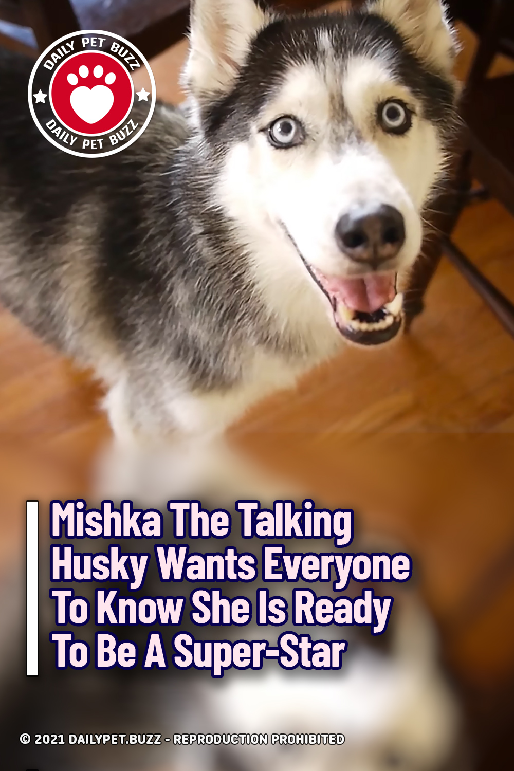 Mishka The Talking Husky Wants Everyone To Know She Is Ready To Be A Super-Star