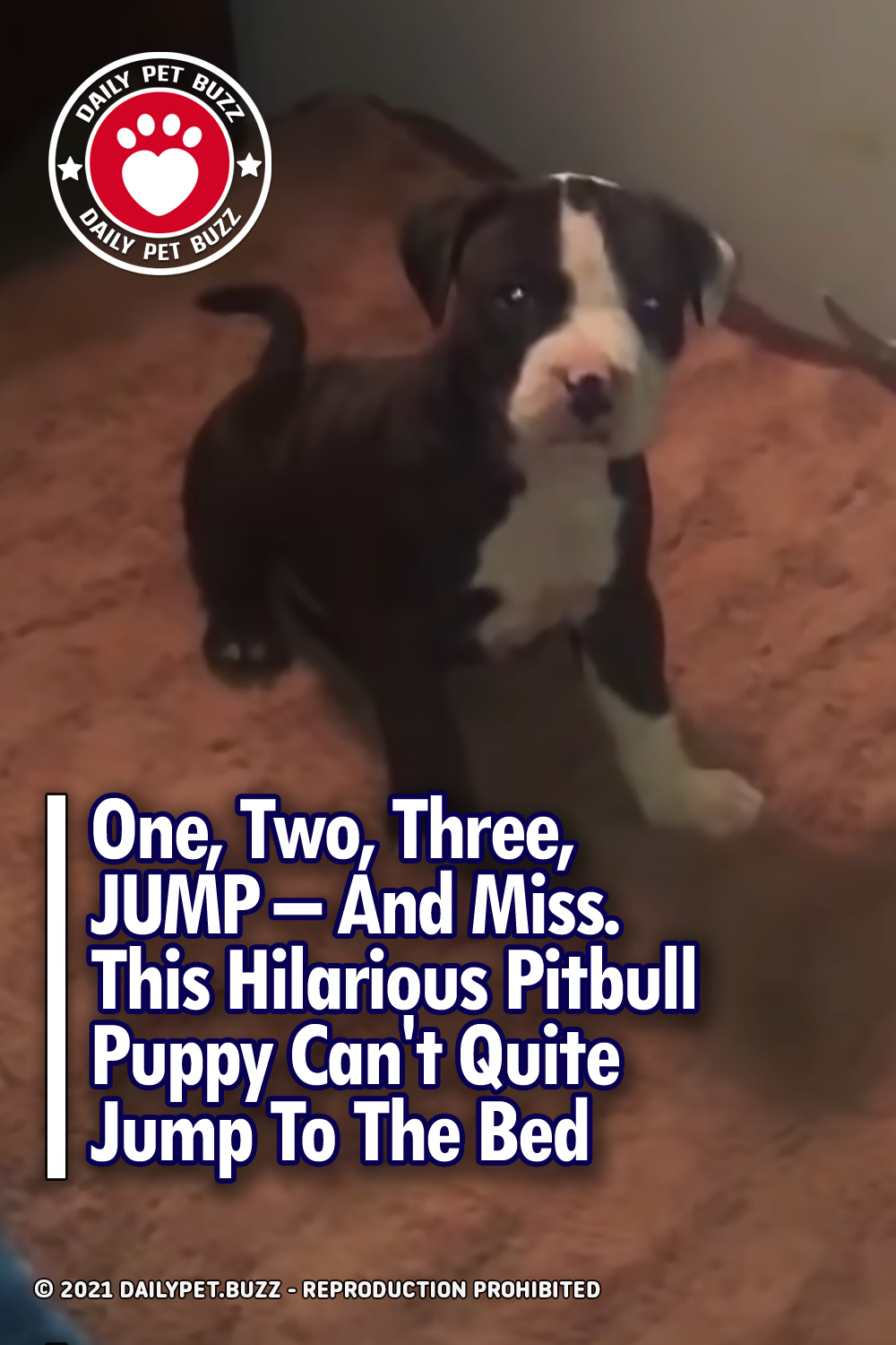One, Two, Three, JUMP – And Miss. This Hilarious Pitbull Puppy Can\'t Quite Jump To The Bed