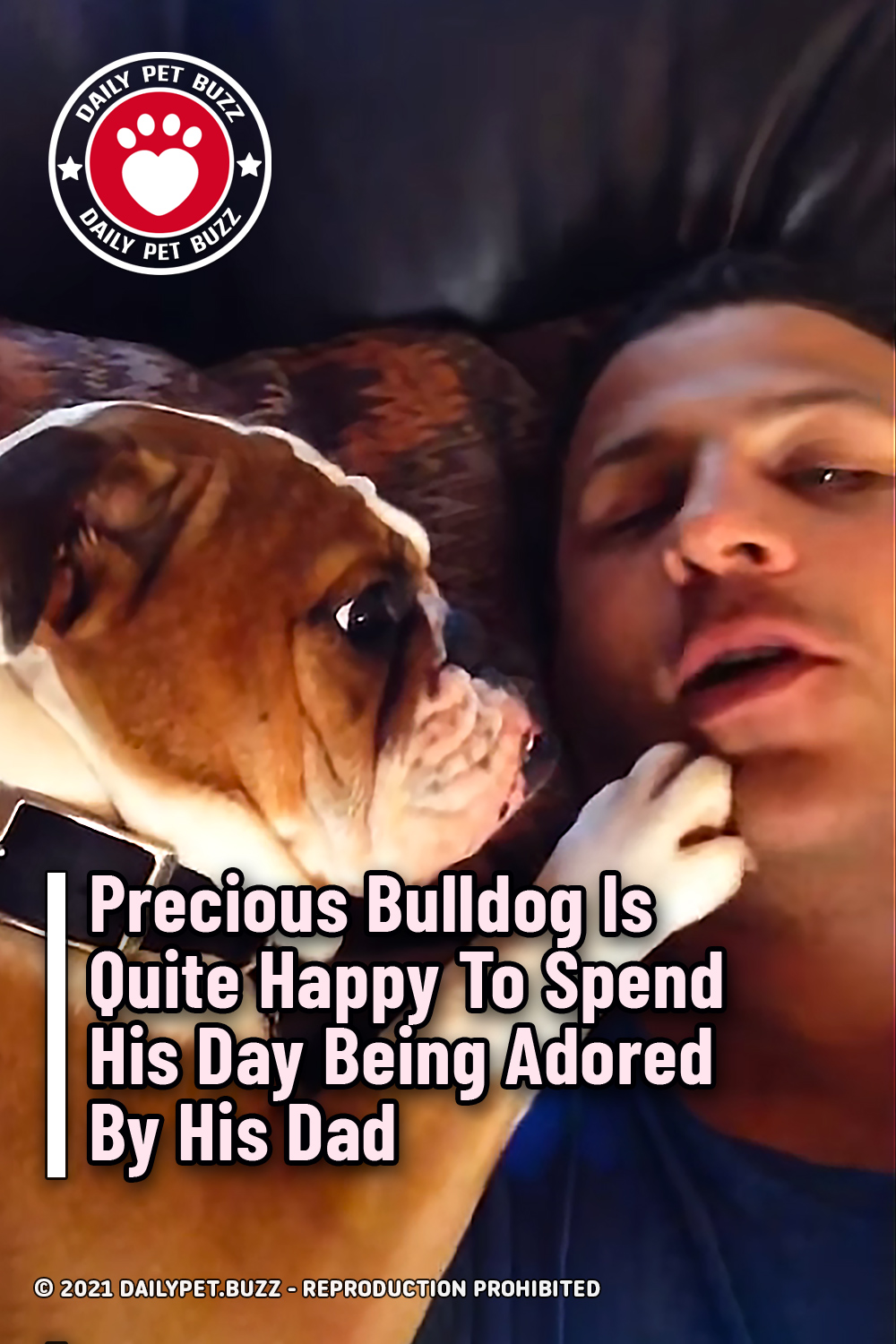 Precious Bulldog Is Quite Happy To Spend His Day Being Adored By His Dad