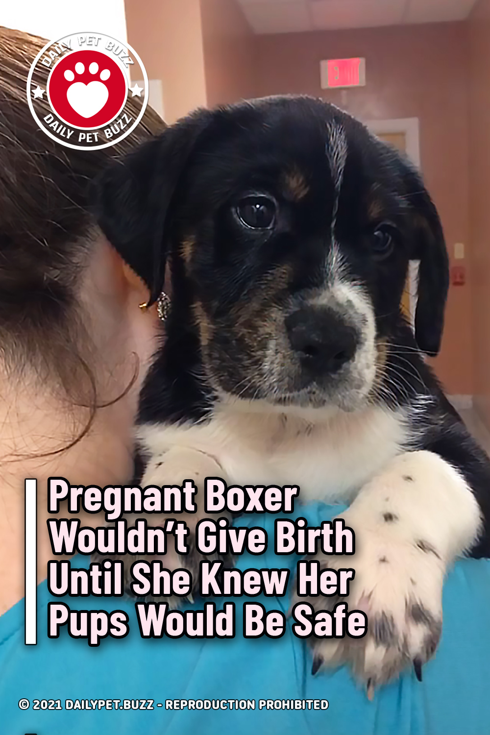 Pregnant Boxer Wouldn\'t Give Birth Until She Knew Her Pups Would Be Safe