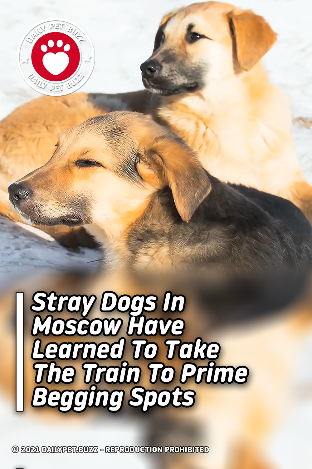 Stray Dogs In Moscow Have Learned To Take The Train To Prime Begging Spots