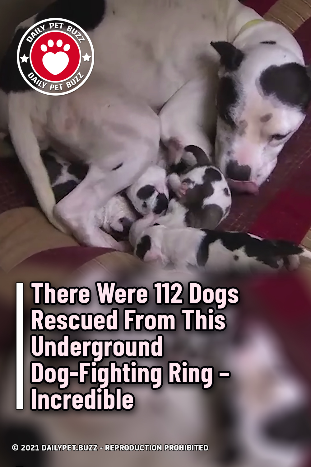 There Were 112 Dogs Rescued From This Underground Dog-Fighting Ring – Incredible