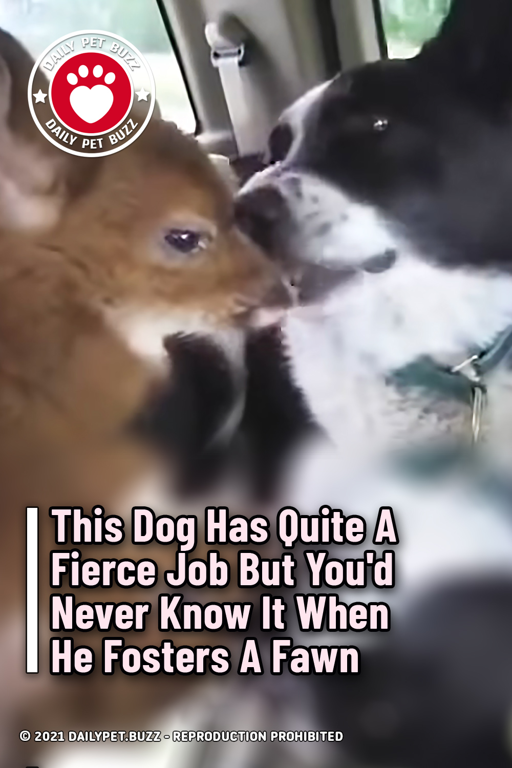 This Dog Has Quite A Fierce Job But You\'d Never Know It When He Fosters A Fawn