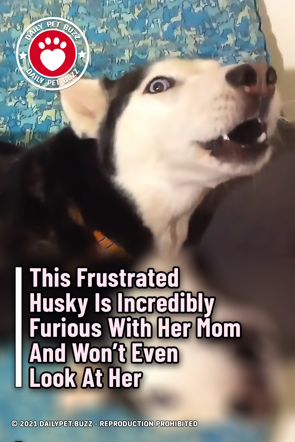 This Frustrated Husky Is Incredibly Furious With Her Mom And Won\'t Even Look At Her