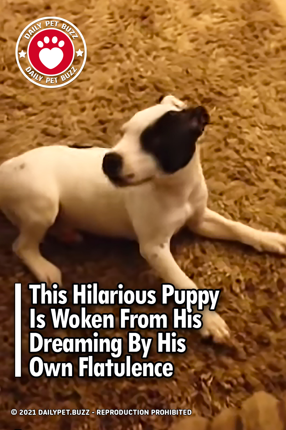 This Hilarious Puppy Is Woken From His Dreaming By His Own Flatulence