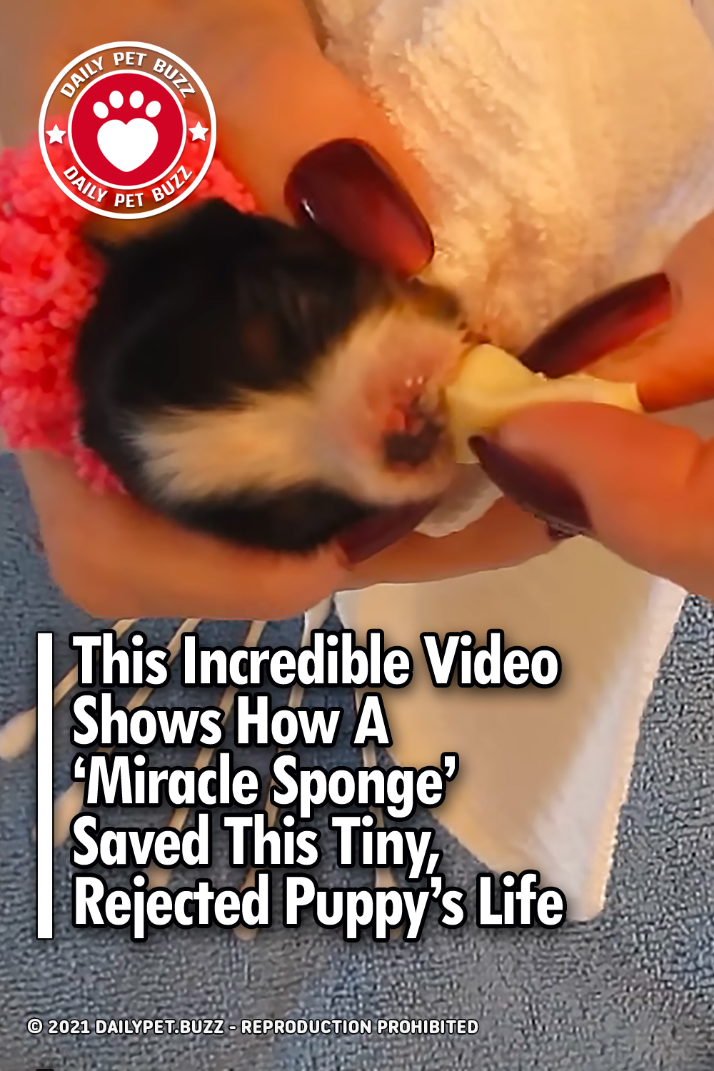 This Incredible Video Shows How A \'Miracle Sponge\' Saved This Tiny, Rejected Puppy\'s Life