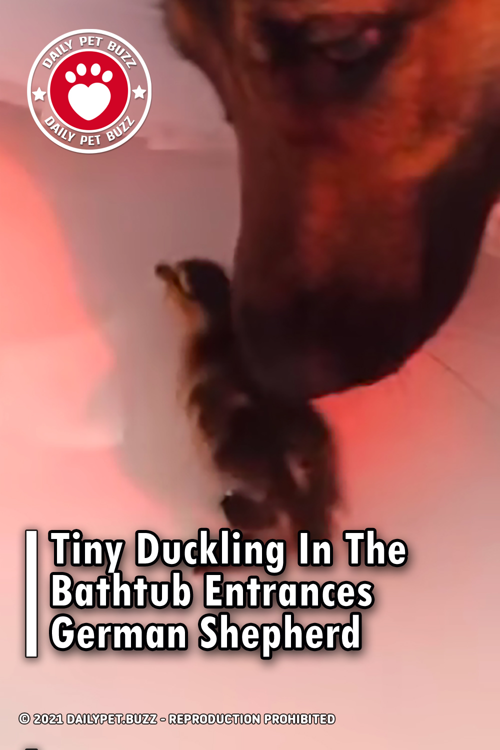 Tiny Duckling In The Bathtub Entrances German Shepherd