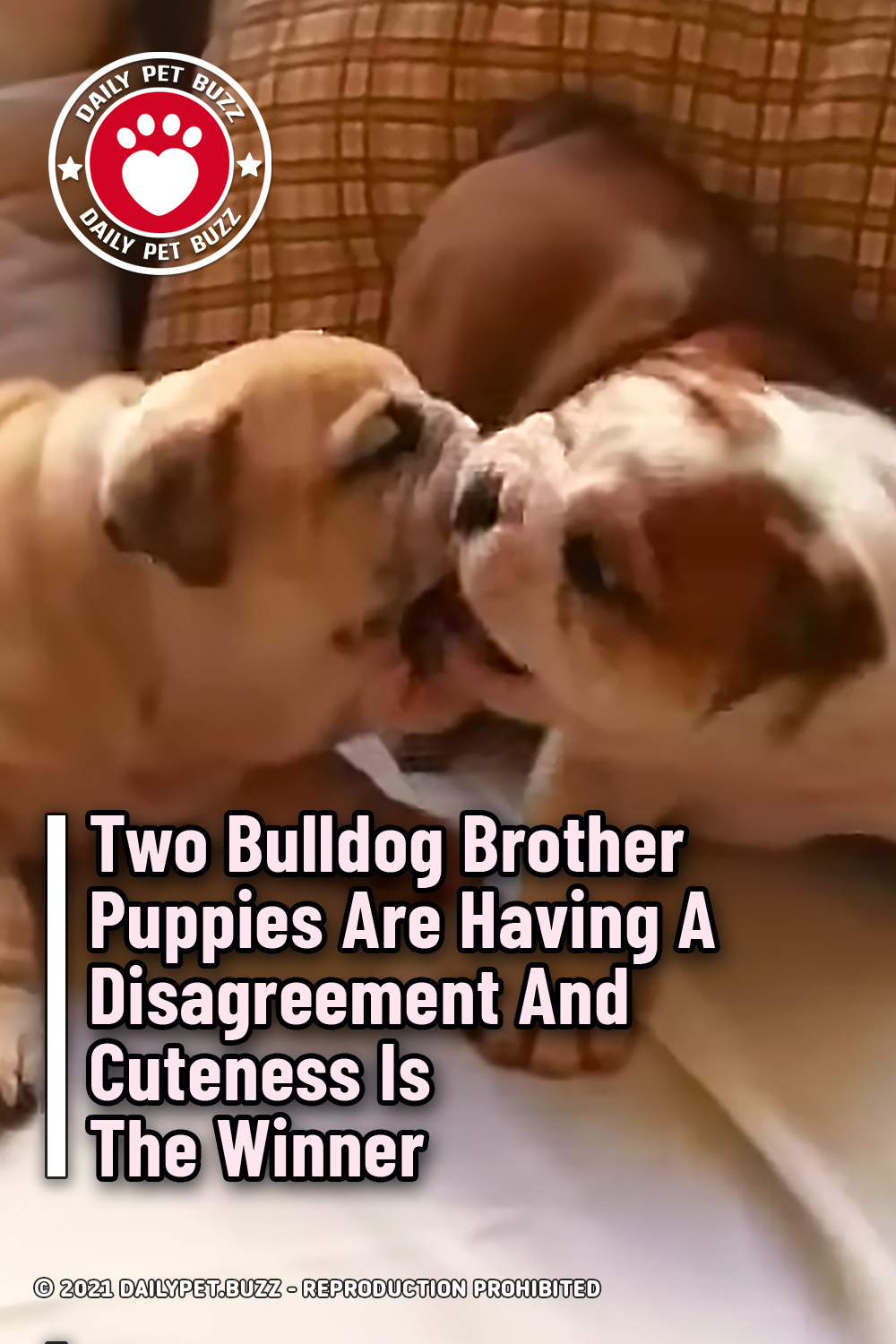 Two Bulldog Brother Puppies Are Having A Disagreement And Cuteness Is The Winner