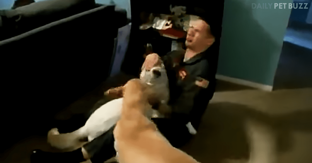 Three Dogs Welcome Their Soldier Dad Home, But One Can Barely Handle The Excitement