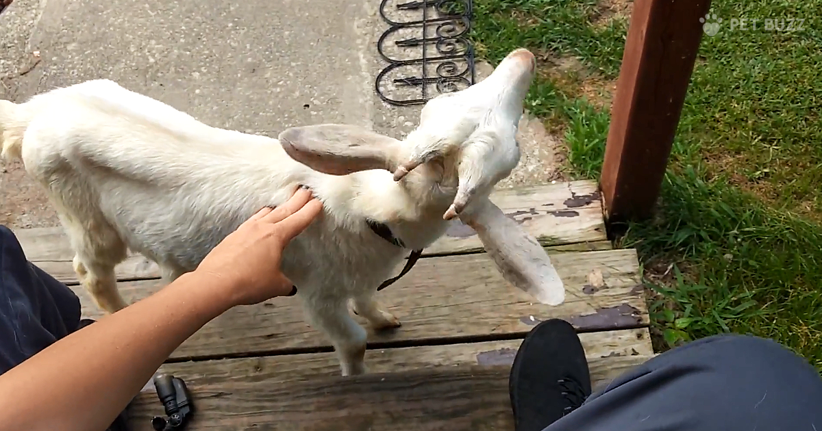Edgar Winter The Rescue Goat Gets An Intense Brain Freeze After