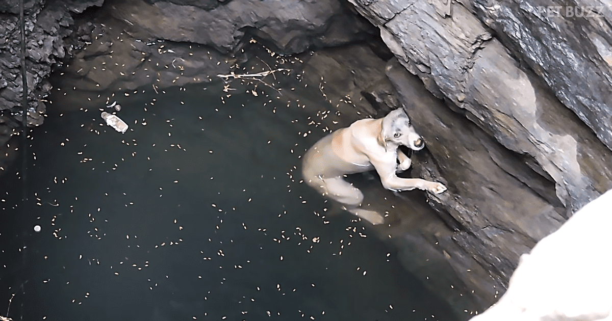 Dramatic Rescue Of Drowning Dog Who Had Fallen Down A Well Will Leave You Breathless
