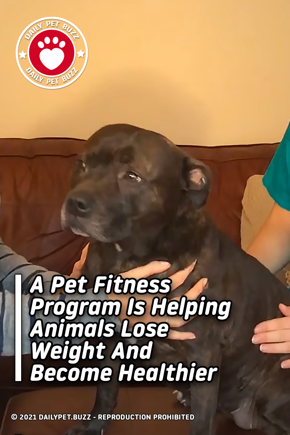 A Pet Fitness Program Is Helping Animals Lose Weight And Become Healthier