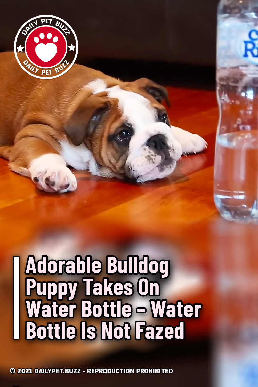 Adorable Bulldog Puppy Takes On Water Bottle – Water Bottle Is Not Fazed