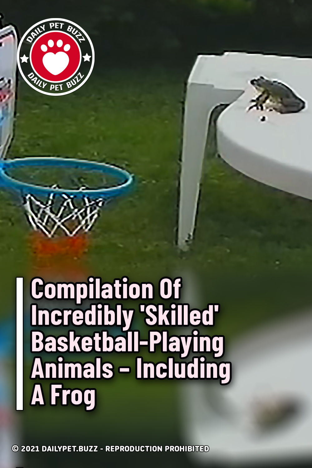 Compilation Of Incredibly \'Skilled\' Basketball-Playing Animals – Including A Frog