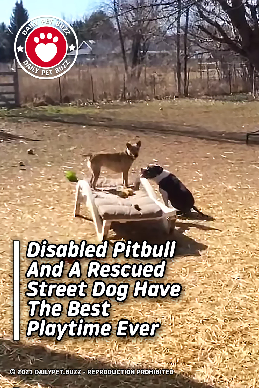 Disabled Pitbull And A Rescued Street Dog Have The Best Playtime Ever