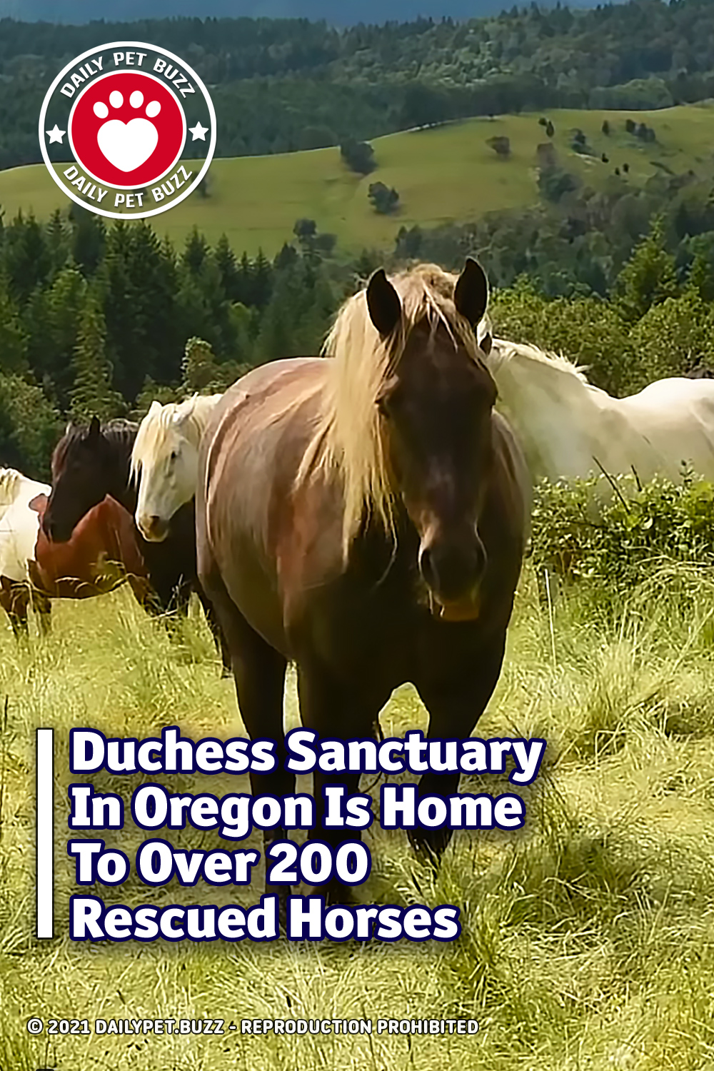 Duchess Sanctuary In Oregon Is Home To Over 200 Rescued Horses