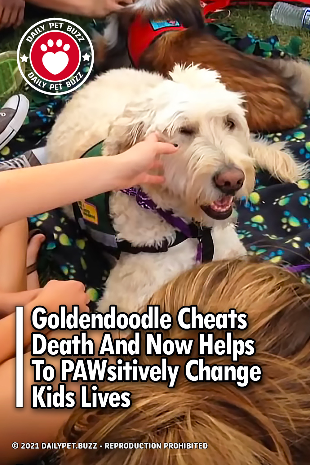 Goldendoodle Cheats Death And Now Helps To PAWsitively Change Kids Lives
