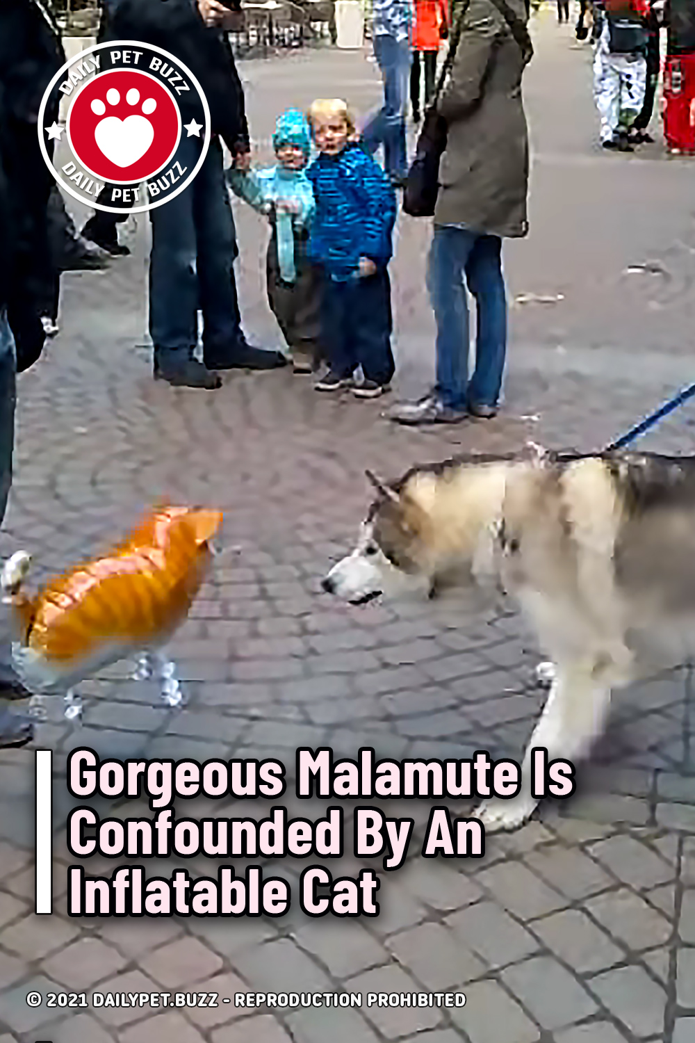Gorgeous Malamute Is Confounded By An Inflatable Cat