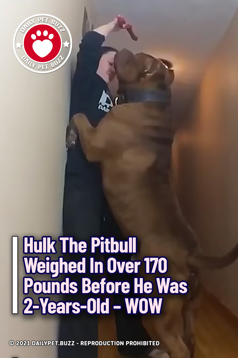 Hulk The Pitbull Weighed In Over 170 Pounds Before He Was 2-Years-Old – WOW