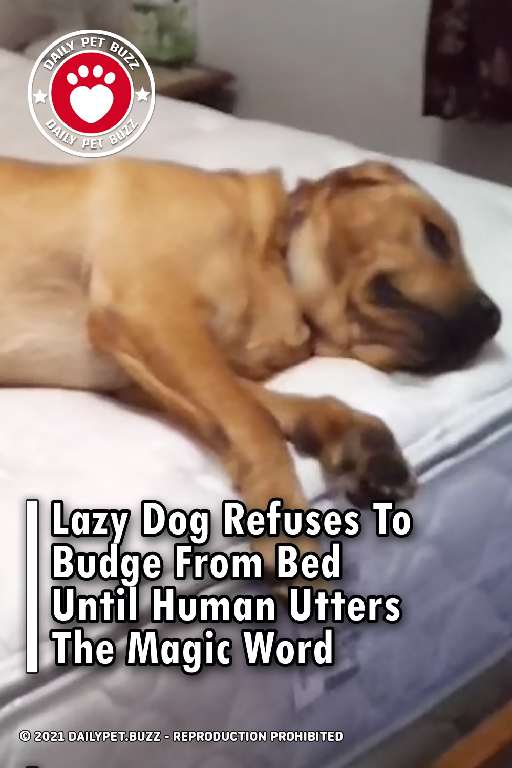 Lazy Dog Refuses To Budge From Bed Until Human Utters The Magic Word