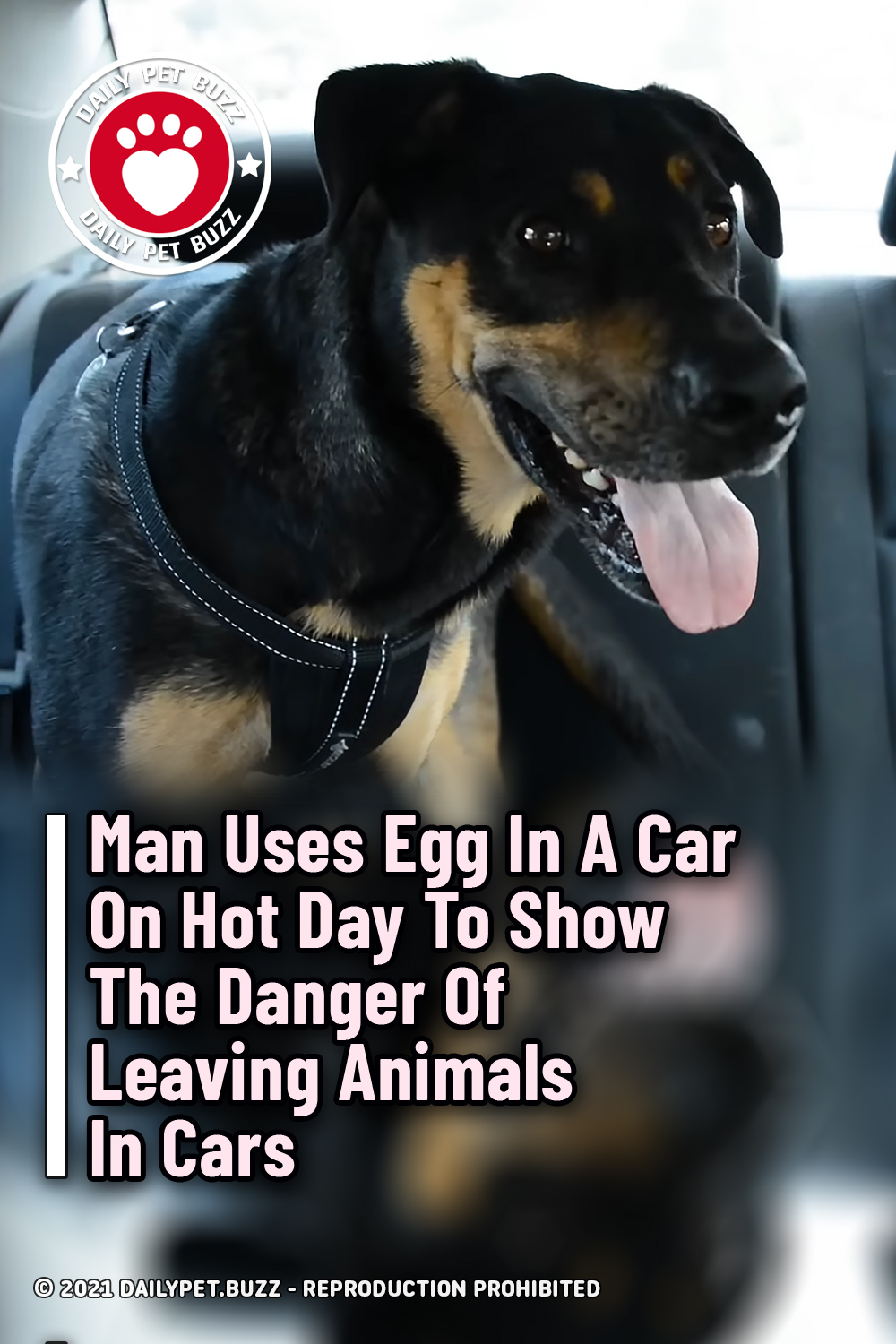 Man Uses Egg In A Car On Hot Day To Show The Danger Of Leaving Animals In Cars