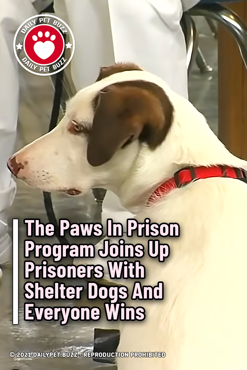 The Paws In Prison Program Joins Up Prisoners With Shelter Dogs And Everyone Wins