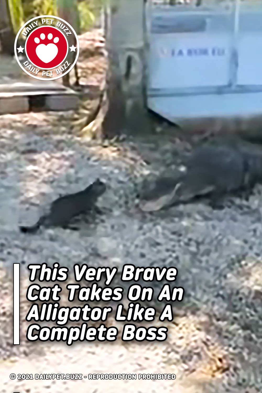 This Very Brave Cat Takes On An Alligator Like A Complete Boss