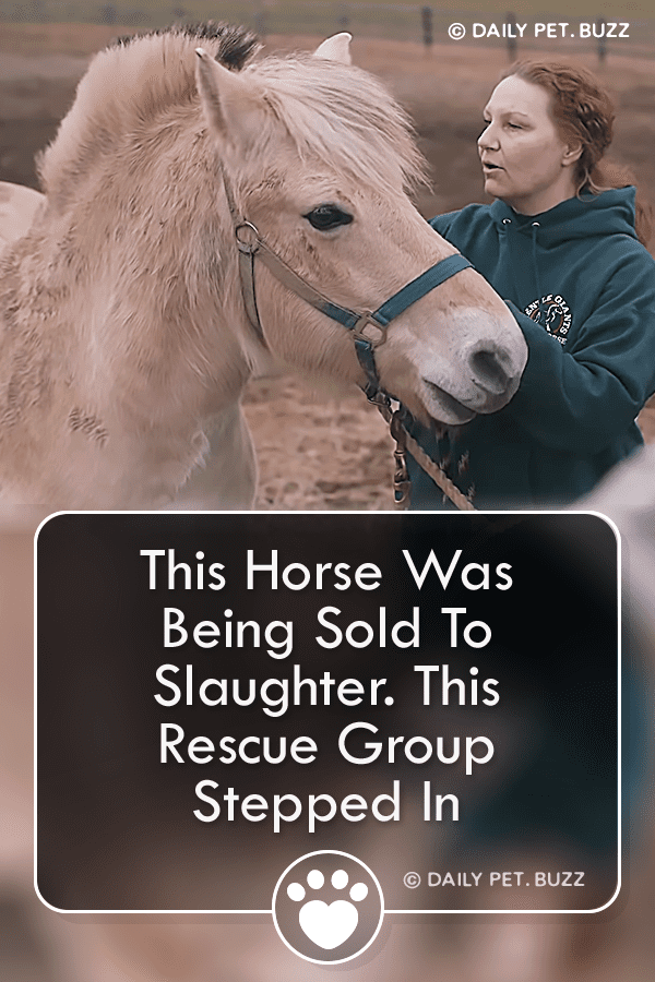 This Horse Was Being Sold To Slaughter. This Rescue Group Stepped In
