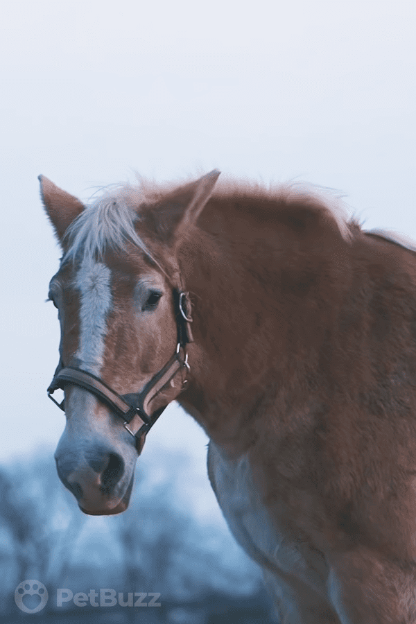 24023-Pinset-This-Horse-Was-Being-Sold-To-Slaughter.-This-Rescue-Group-Stepped-In