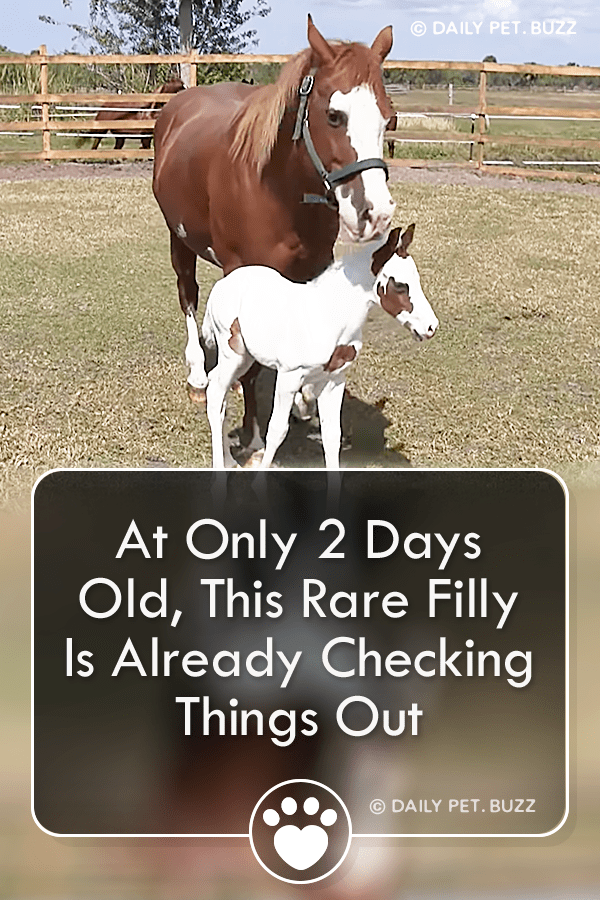 At Only 2 Days Old, This Rare Filly Is Already Checking Things Out