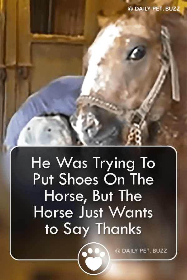 He Was Trying To Put Shoes On The Horse, But The Horse Just Wants to Say Thanks