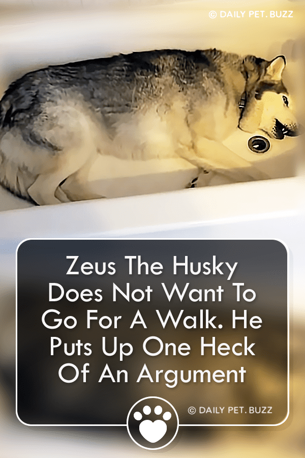 Zeus The Husky Does Not Want To Go For A Walk. He Puts Up One Heck Of An Argument