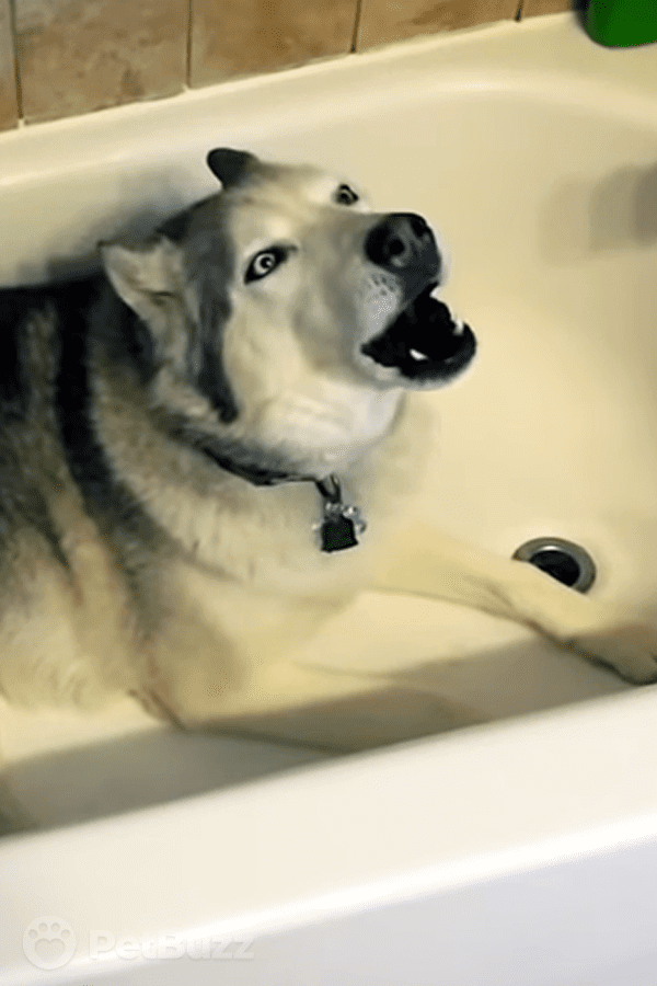 32729-Pinset-Zeus-The-Husky-Does-Not-Want-To-Go-For-A-Walk.-He-Puts-Up-One-Heck-Of-An-Argument