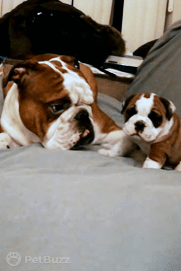 46900-Pinset-This-Daddy-And-Daughter-Bulldog-First-Meeting-Will-Have-You-Rolling-With-Laughter