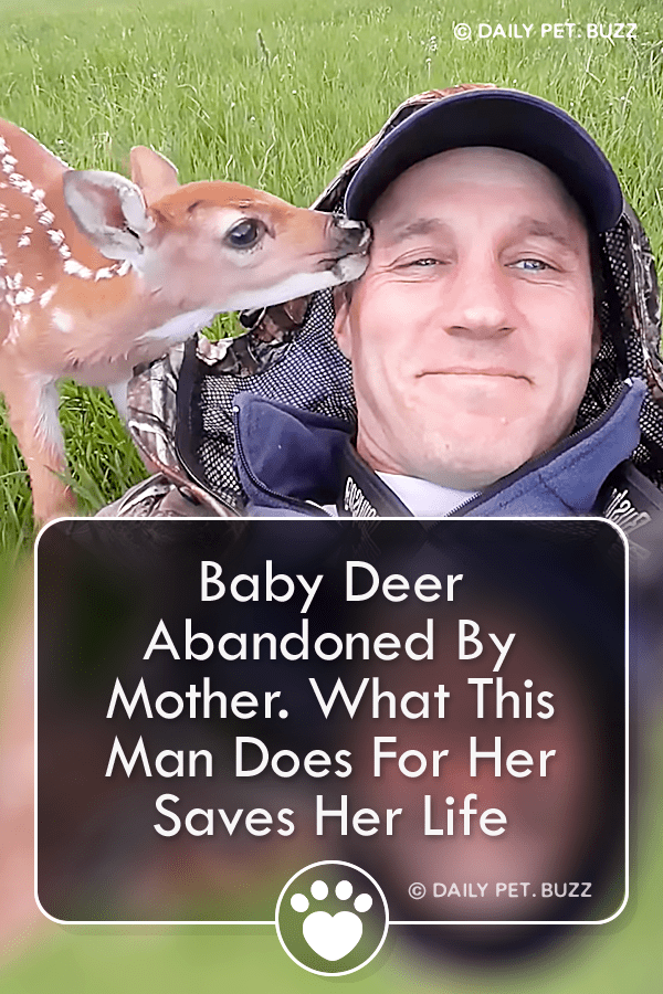 Baby Deer Abandoned By Mother. What This Man Does For Her Saves Her Life