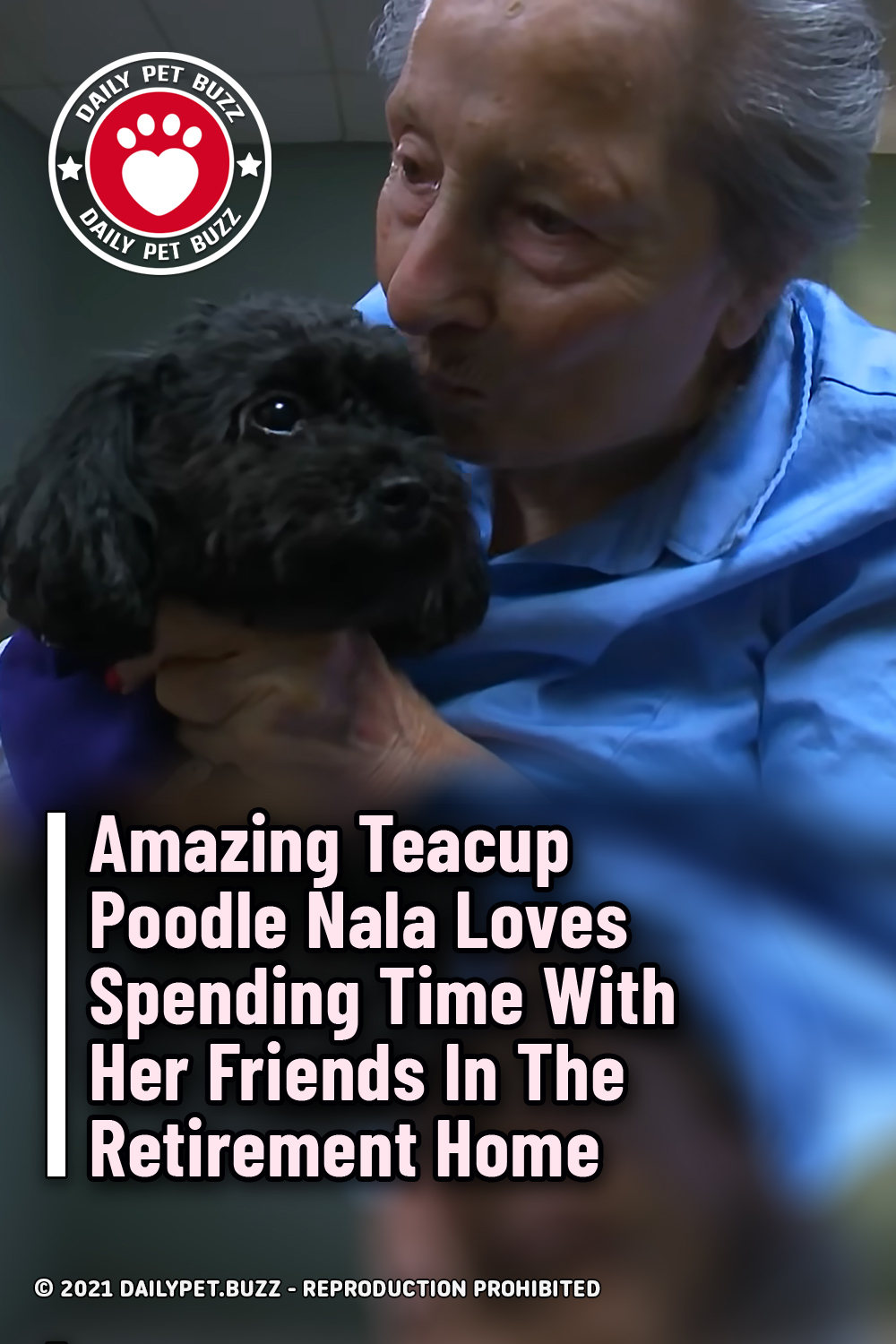 Amazing Teacup Poodle Nala Loves Spending Time With Her Friends In The Retirement Home