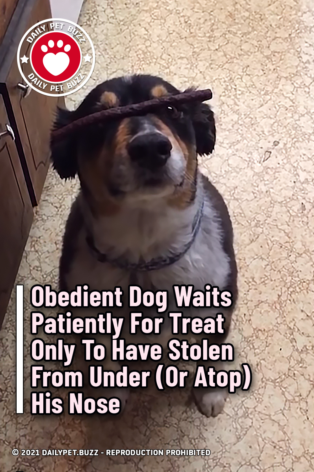 Obedient Dog Waits Patiently For Treat Only To Have It Stolen From Under (Or Atop) His Nose