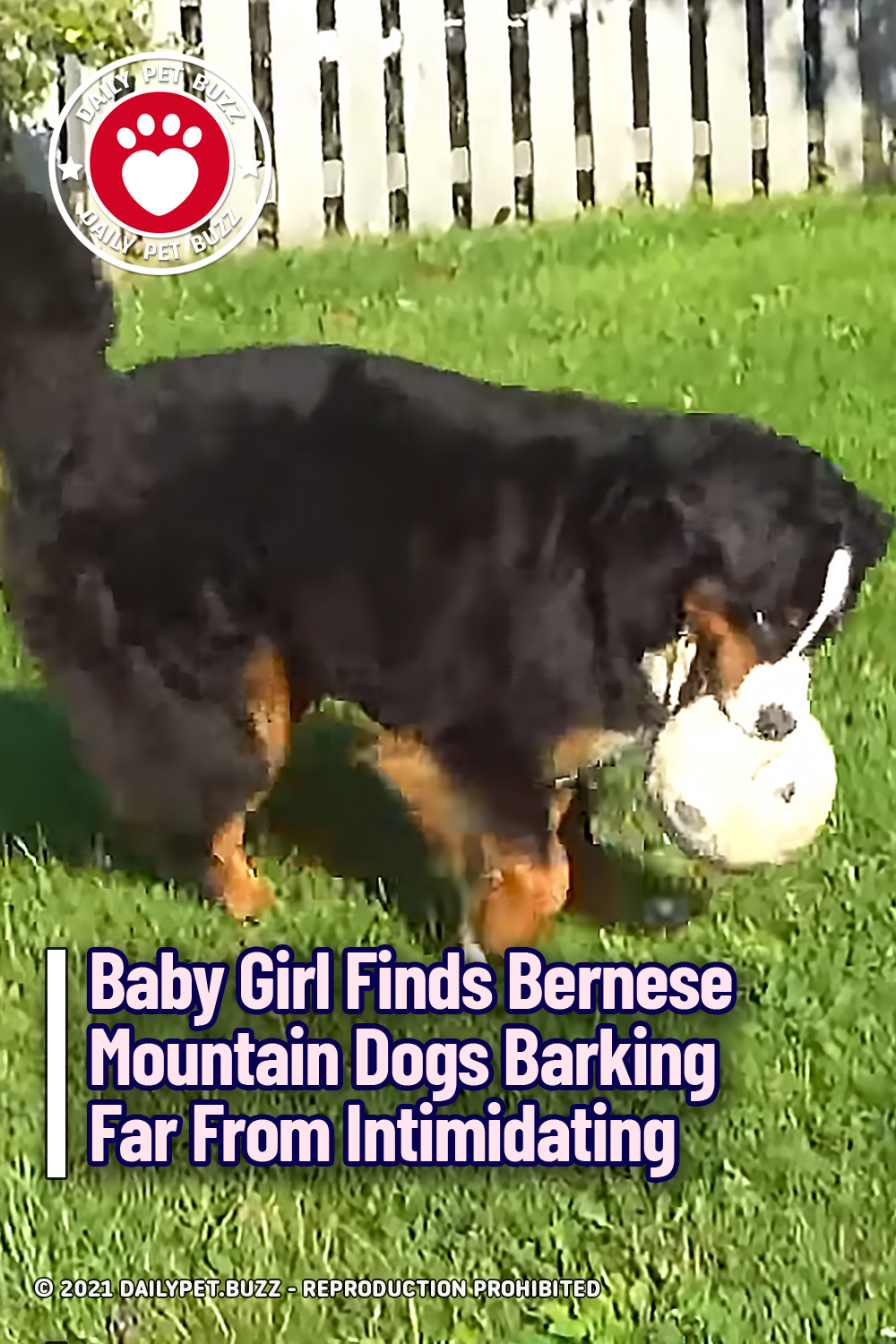 Baby Girl Finds Bernese Mountain Dogs Barking Far From Intimidating