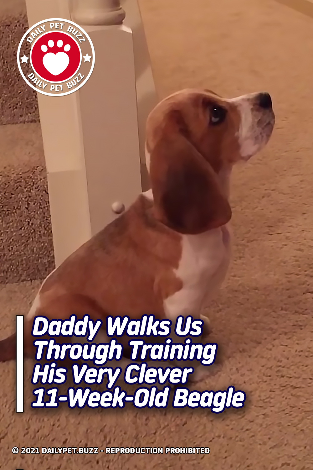 Daddy Walks Us Through Training His Very Clever 11-Week-Old Beagle