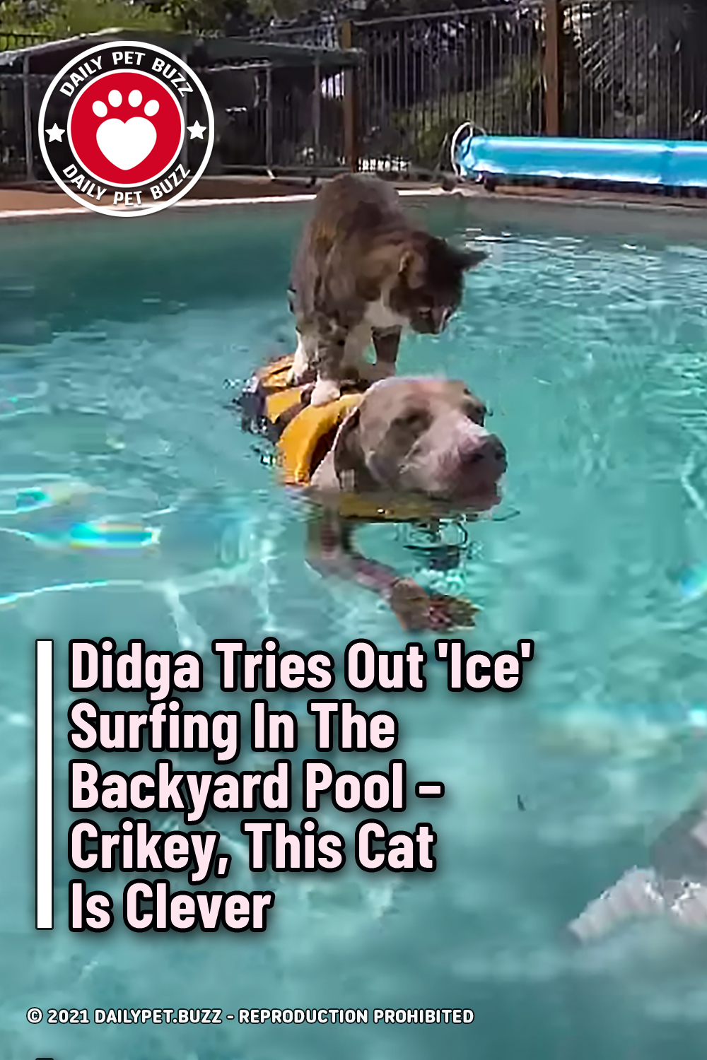 Didga Tries Out \'Ice\' Surfing In The Backyard Pool – Crikey, This Cat Is Clever