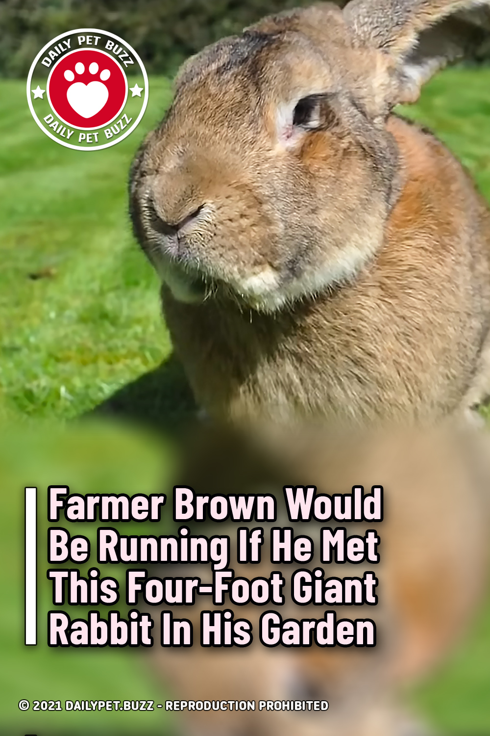 Farmer Brown Would Be Running If He Met This Four-Foot Giant Rabbit In His Garden