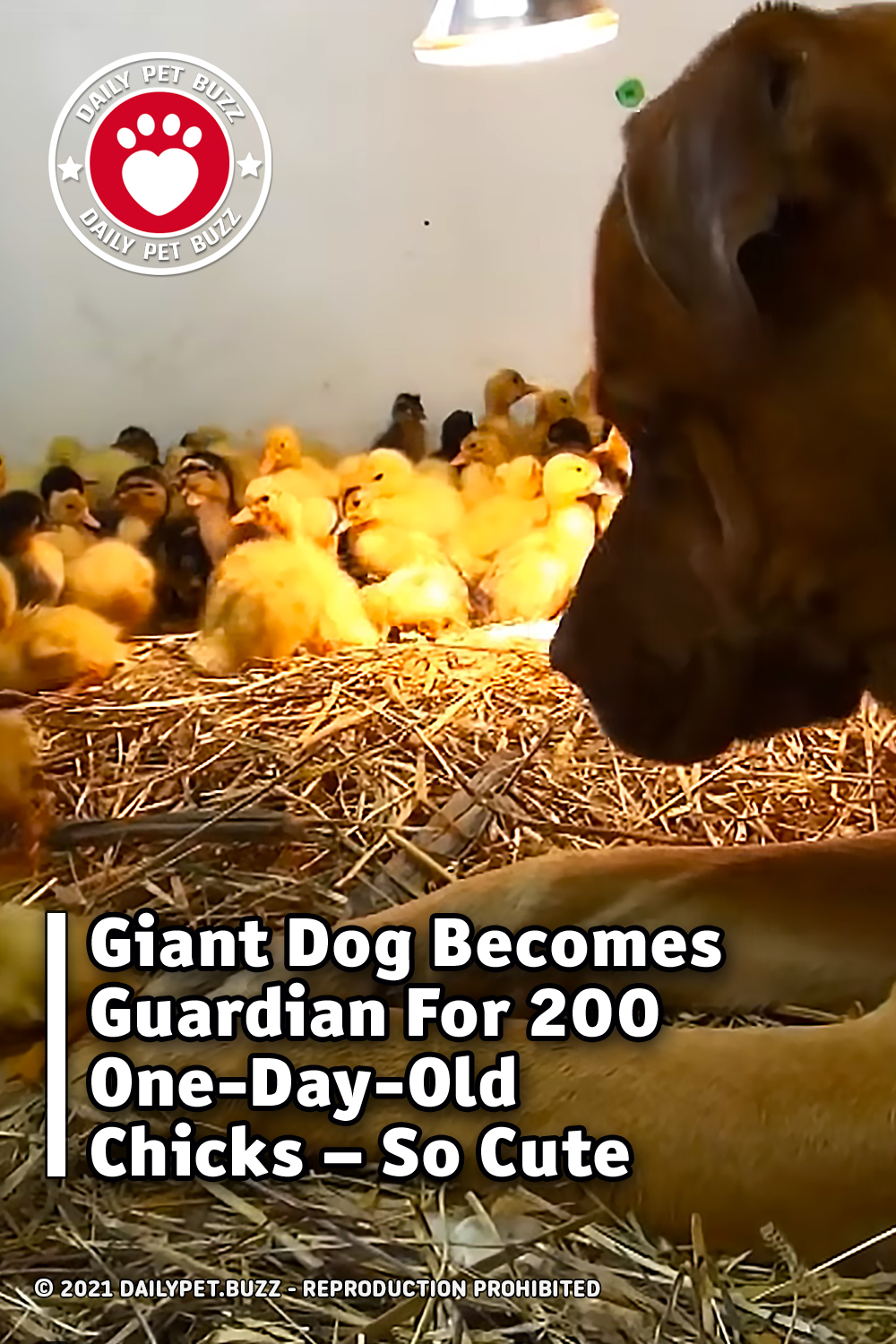Giant Dog Becomes Guardian For 200 One-Day-Old Ducklings – So Cute