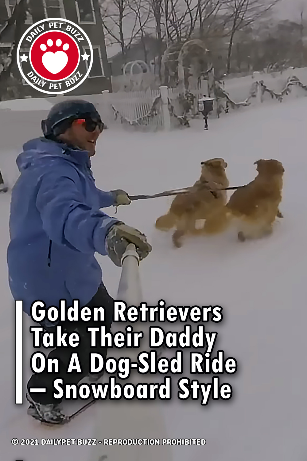 Golden Retrievers Take Their Daddy On A Dog-Sled Ride – Snowboard Style