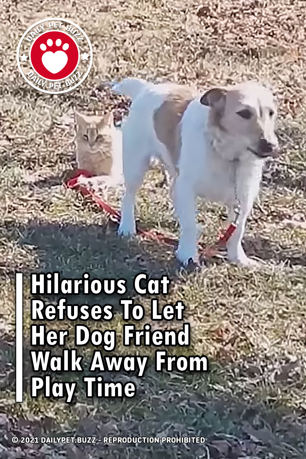 Hilarious Cat Refuses To Let Her Dog Friend Walk Away From Play Time