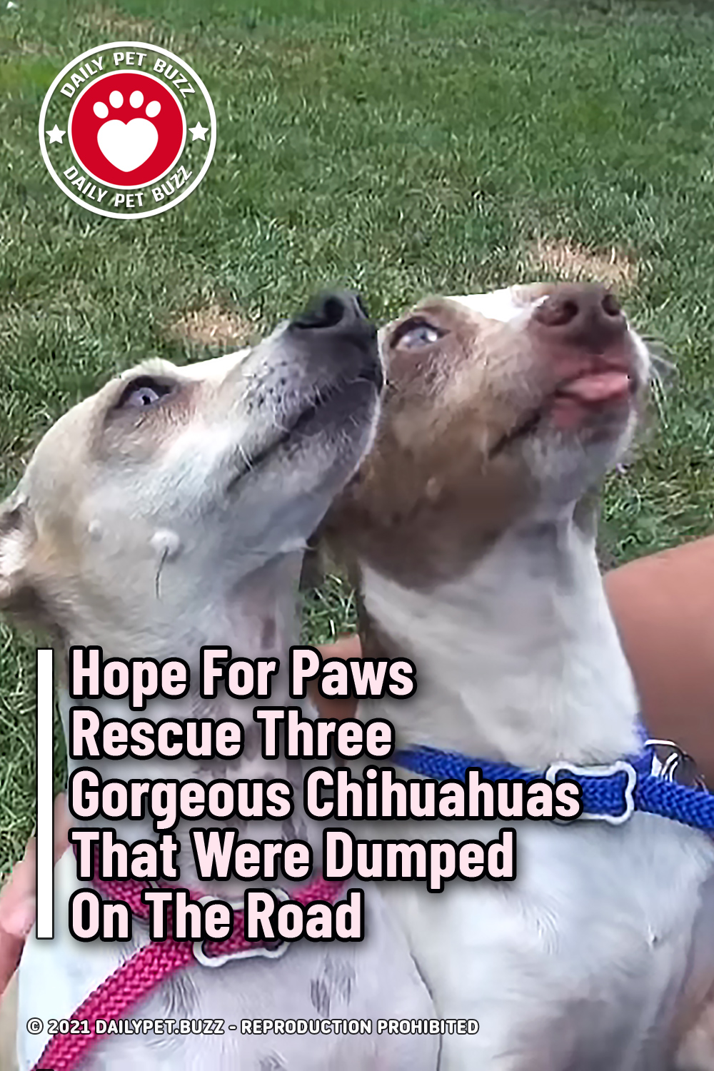 Hope For Paws Rescue Three Gorgeous Chihuahuas That Were Dumped On The Road