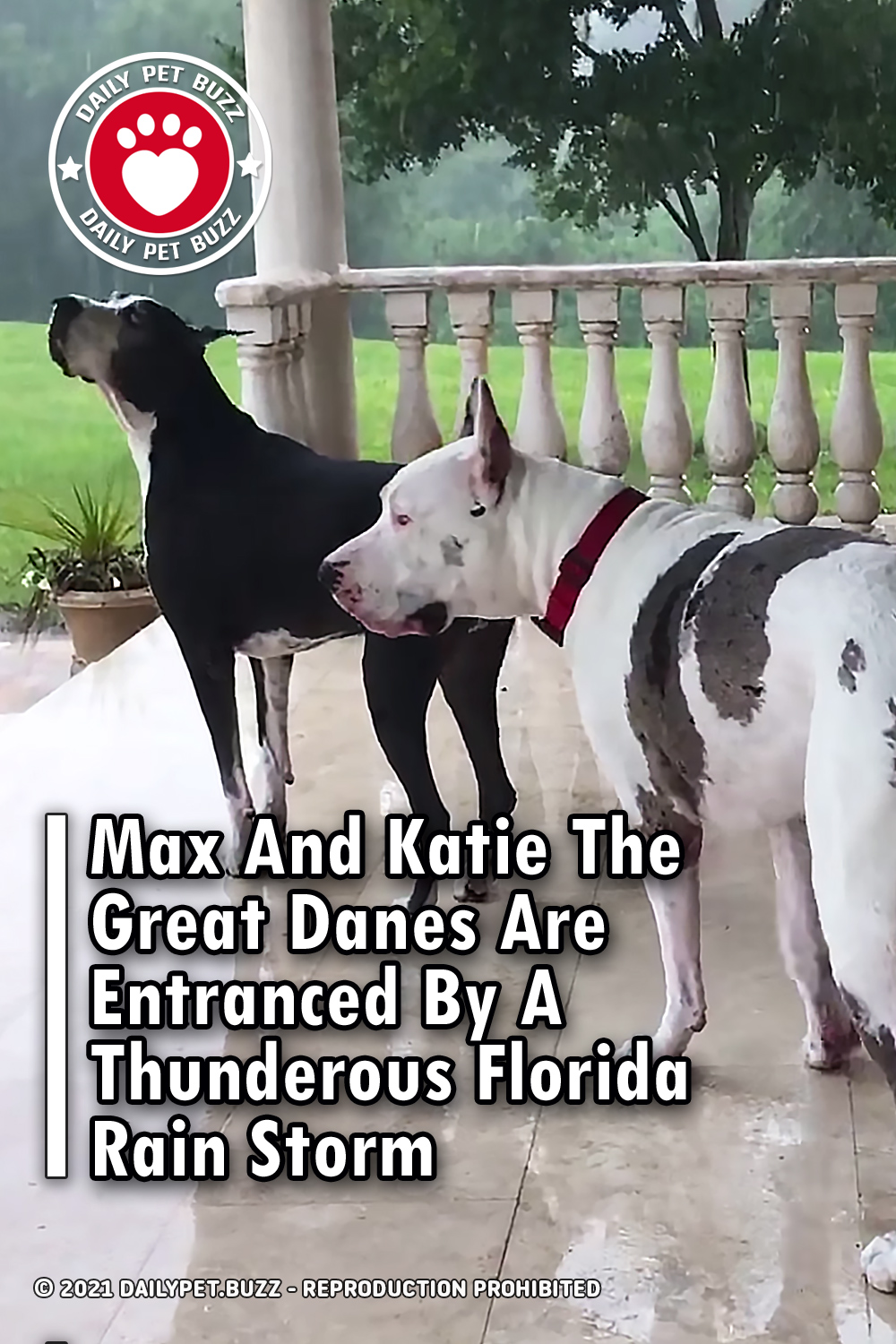 Max And Katie The Great Danes Are Entranced By A Thunderous Florida Rain Storm